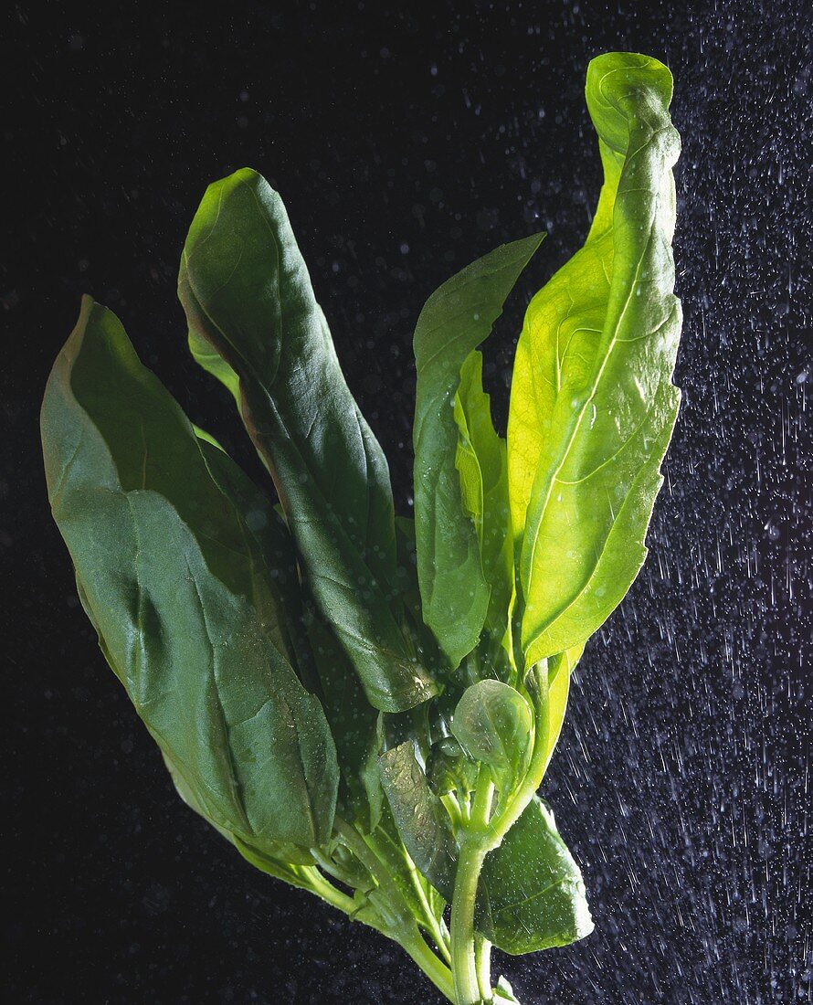 Basil being sprayed with water; black background