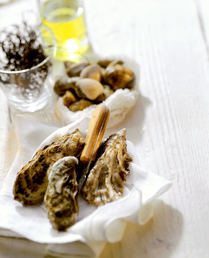 Still life with oysters, seaweed and clams