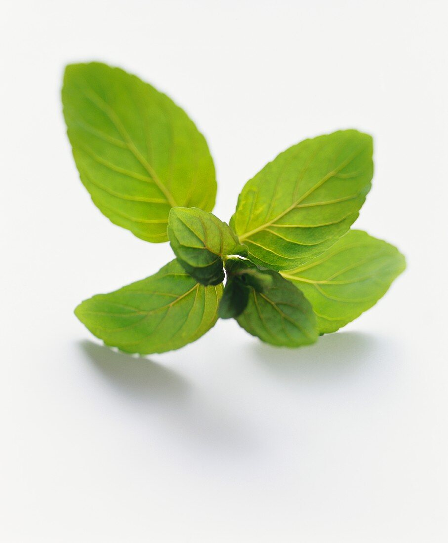 A sprig of mint on white background