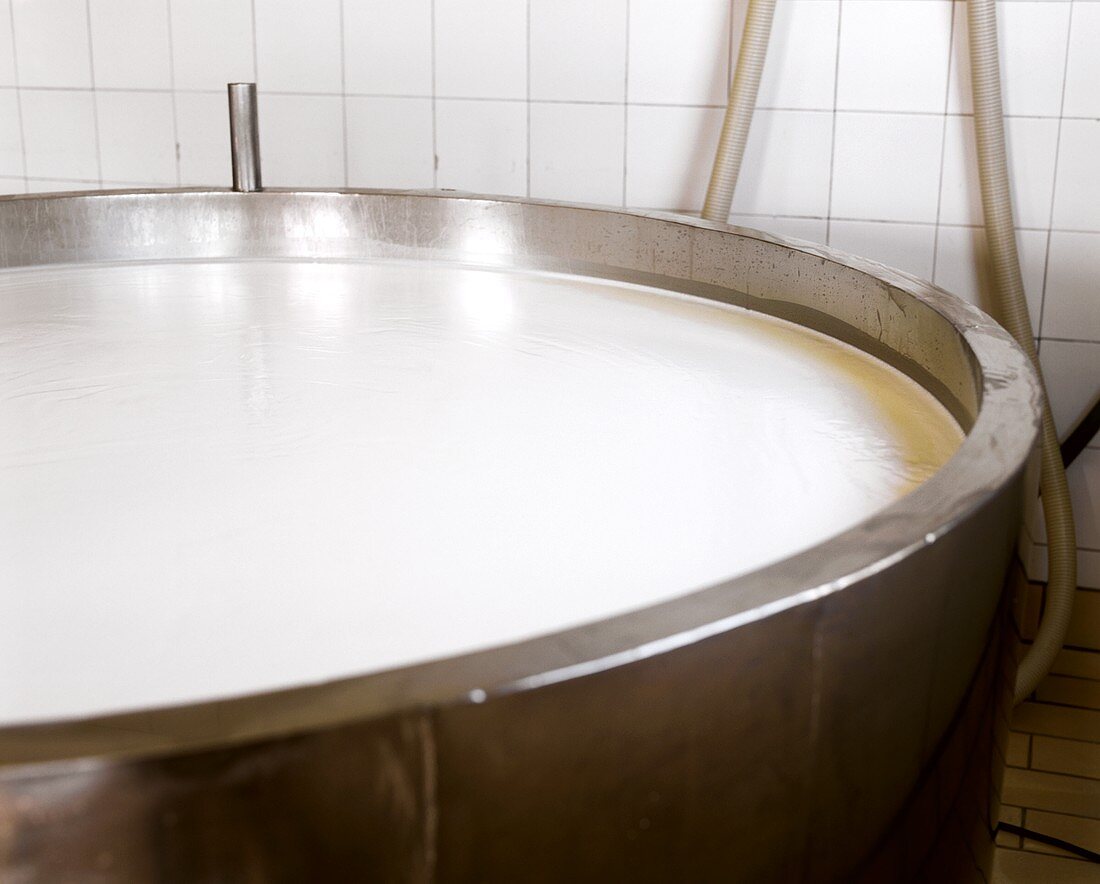 Käseherstellung: frische Milch wird in einem Behälter erwärmt