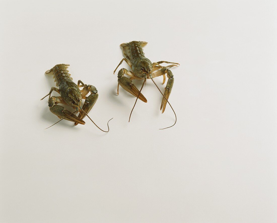 Two raw freshwater crayfish on white background