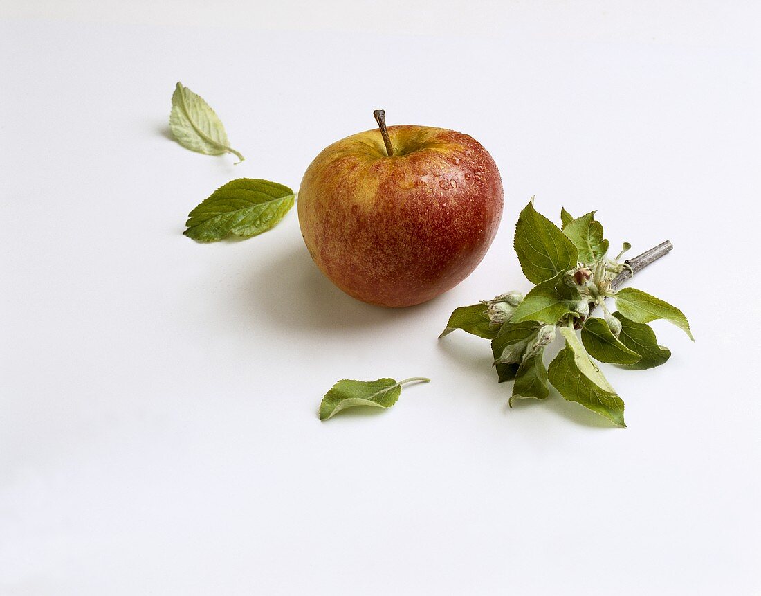 Apple and branch with apple blossom and leaves