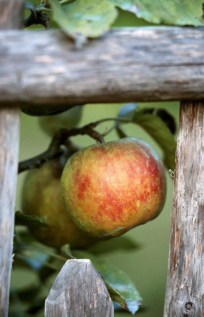 Cox's Orange apples on a branch behind a wooden fence