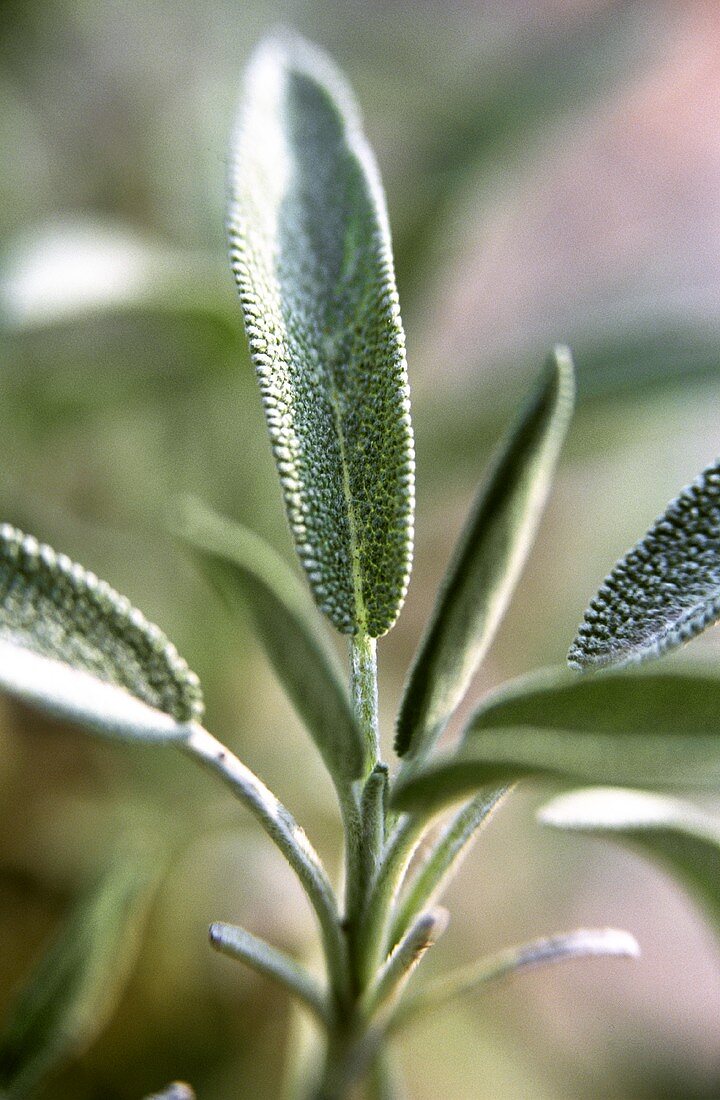 Sage plant in open air