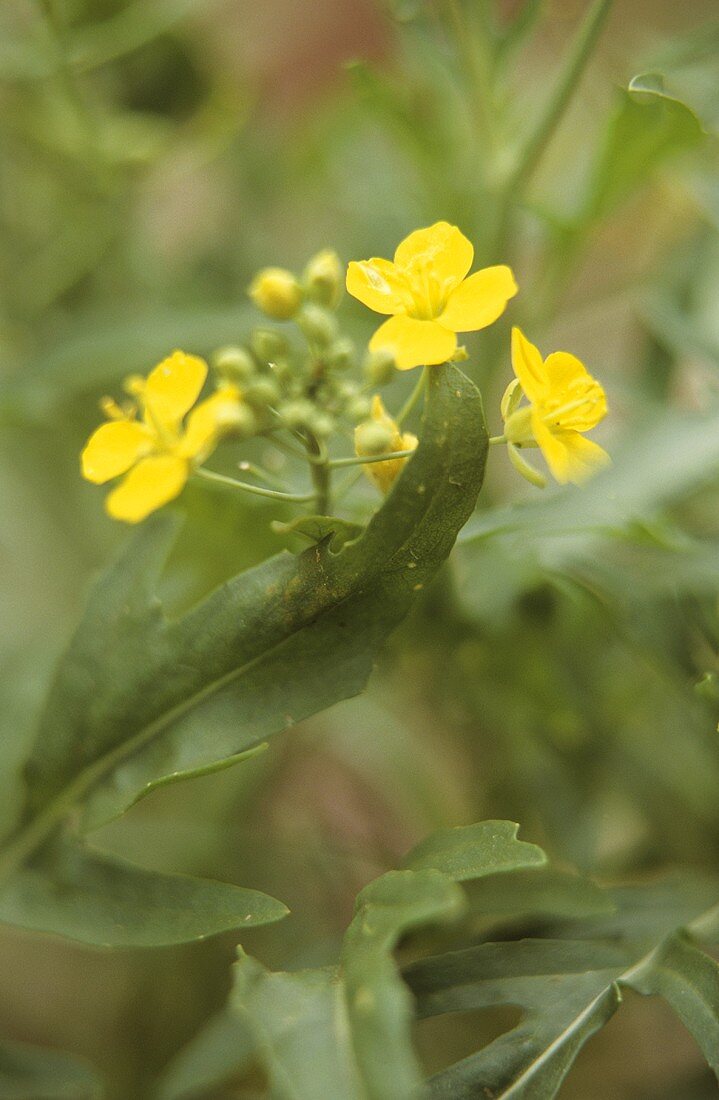 Rucolapflanzen mit Blüten im Freien