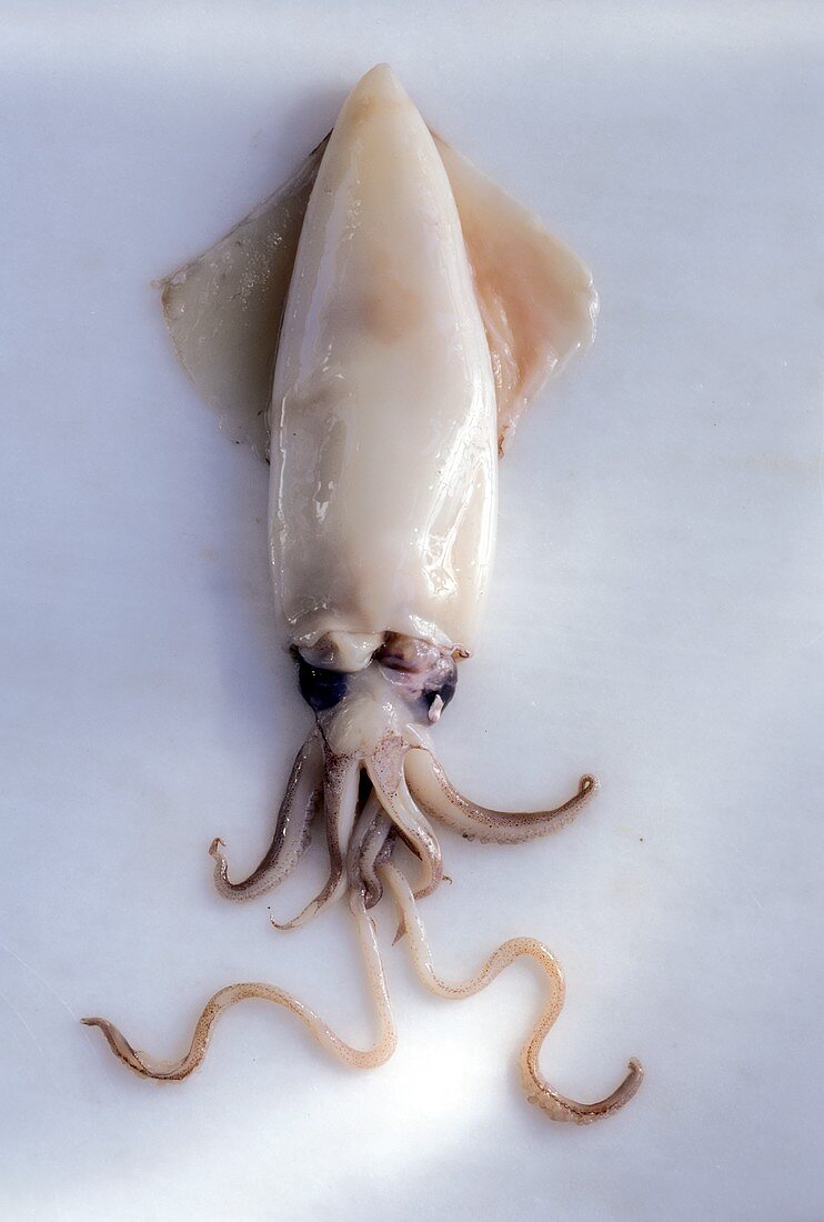 A squid on light background