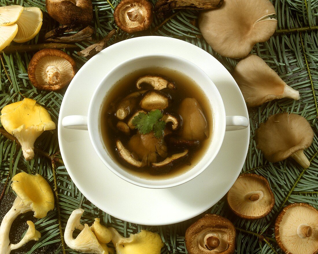 Pilzsuppe in Suppentasse, umgeben von frischen Pilzen