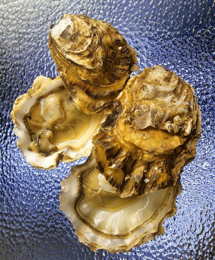 Opened oysters on a sheet of glass