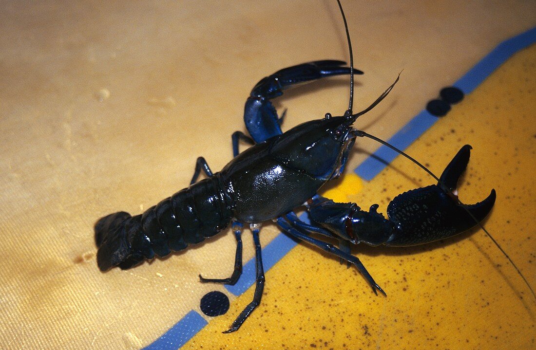 Frischer Australkrebs (Yabbie)