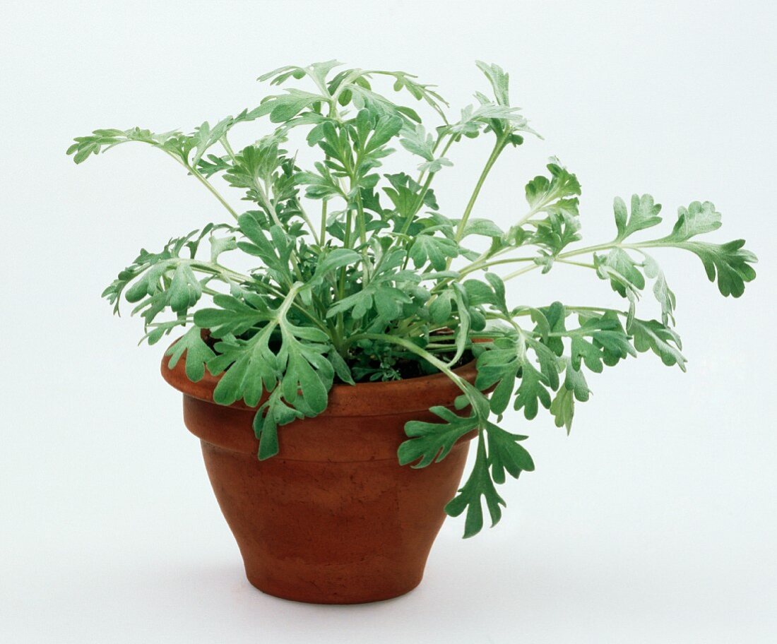 Wormwood in a clay pot