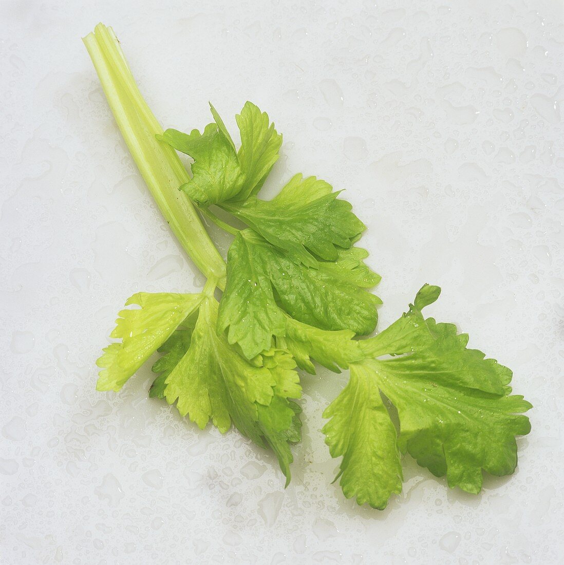 Celery leaf with drops of water on a light background