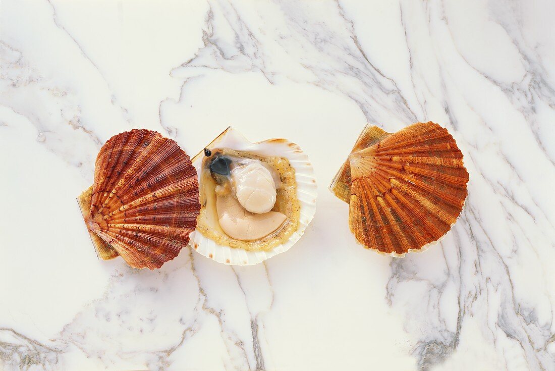 Two scallops, one opened, on marble background