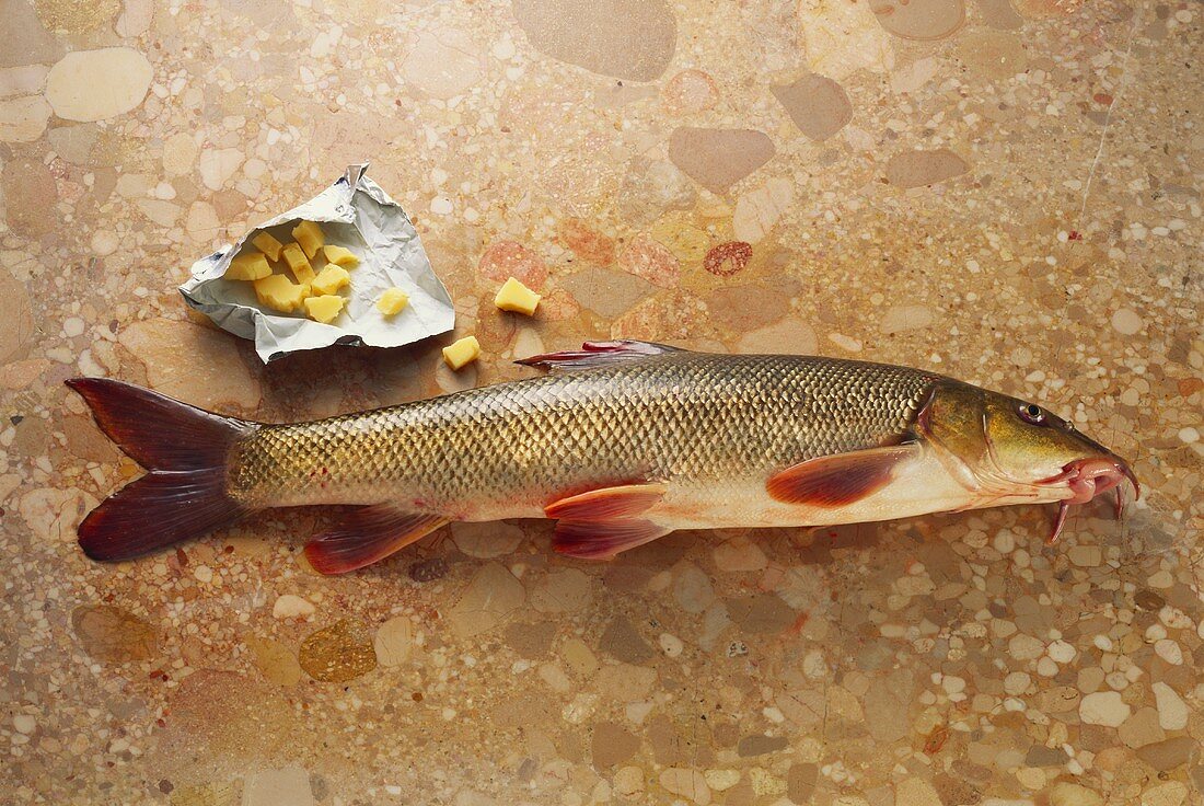 Barbel on brown marble with pieces of cheese