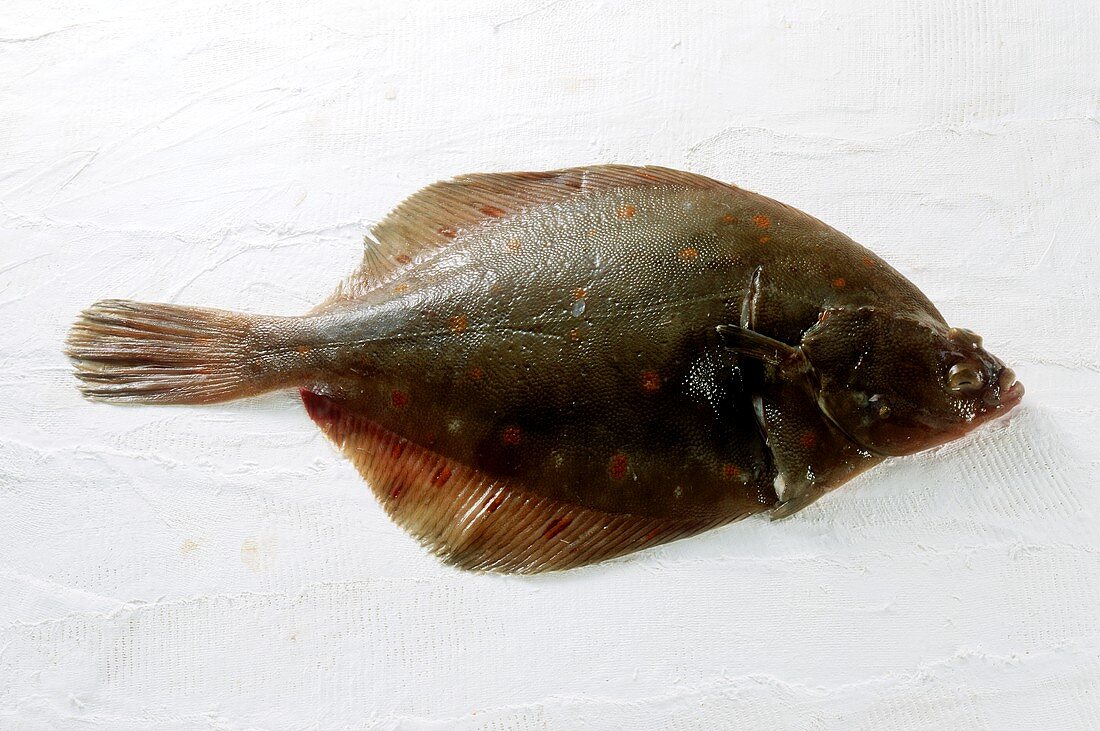 Plaice on a white background