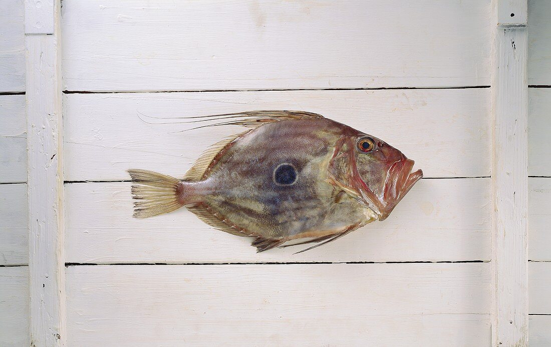 John dory on a white wooden background