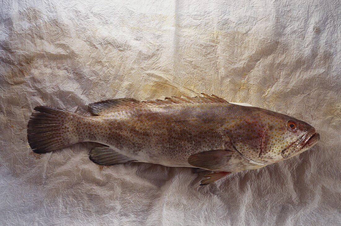 Grouper on wavy light background