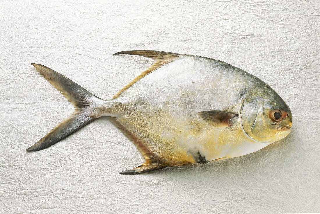 Pompano (Butterfisch) auf weißem Untergrund