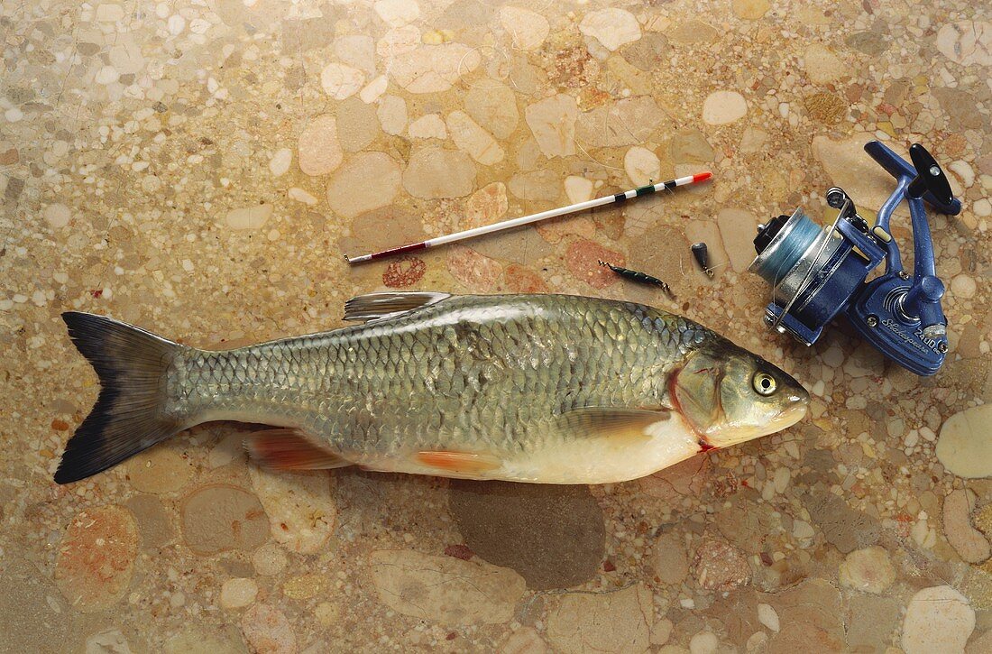 Chub on brown marble with fishing reel and lead