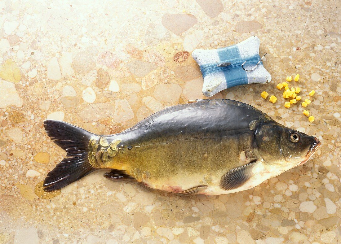 Mirror carp on brown marble with corn cobs