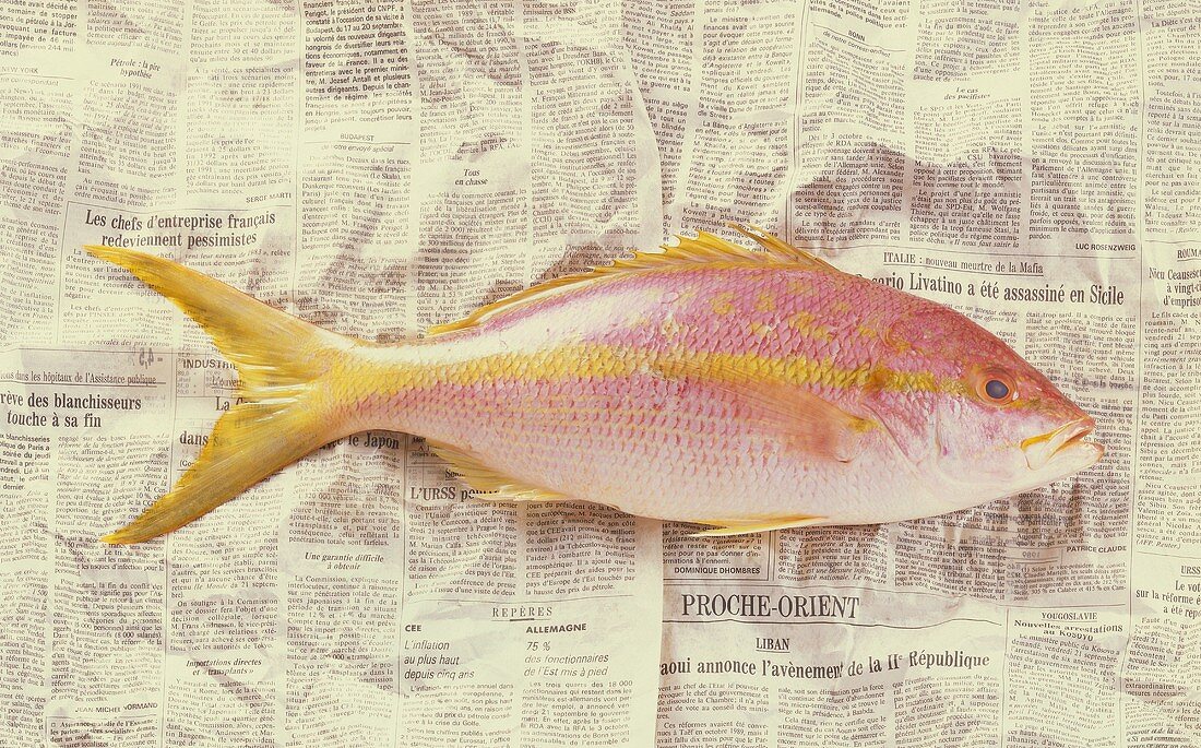Red snapper on newspaper