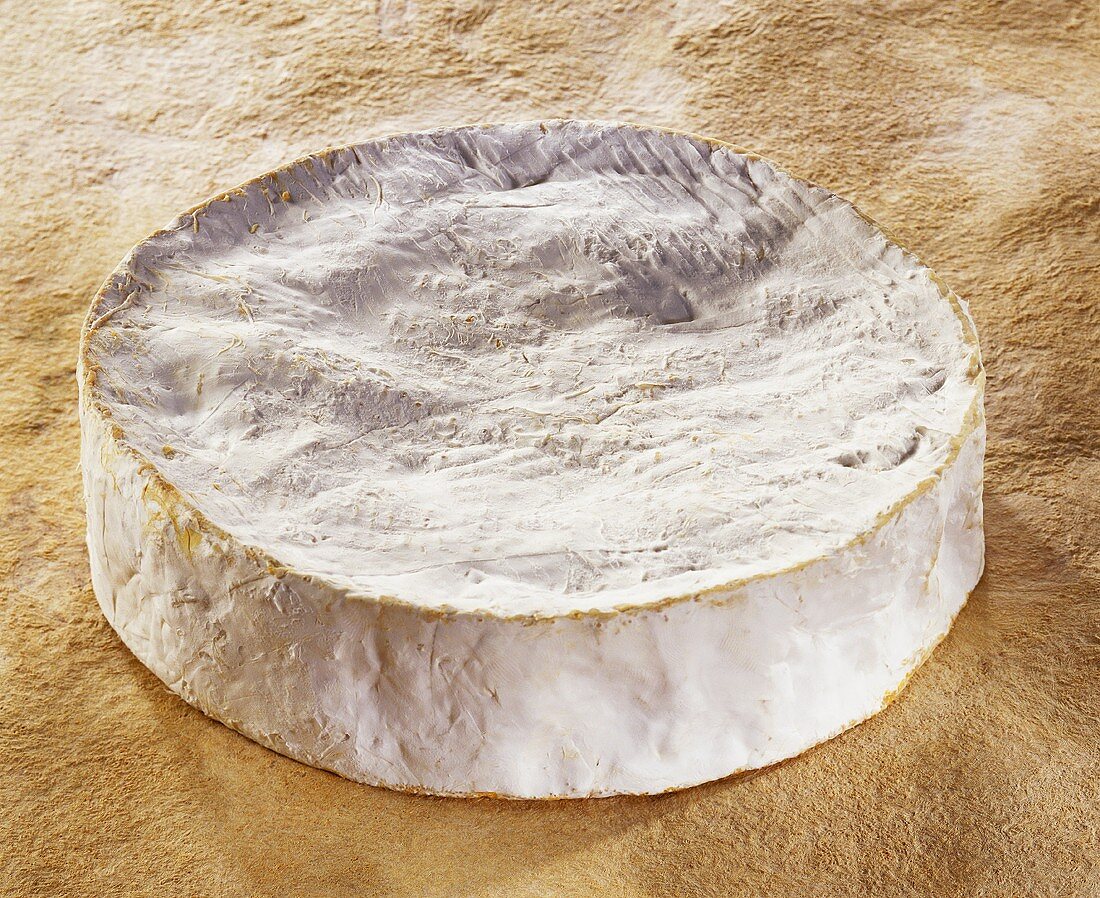 Coulommiers, a French soft cheese,   on a brown background