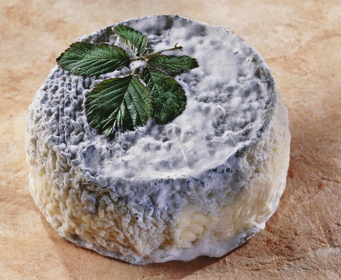 Quercy, a French goat's cheese, with leaves