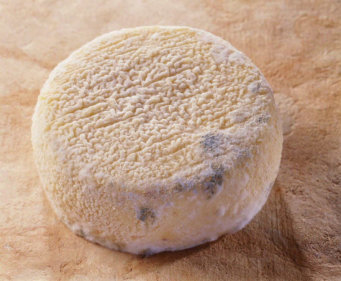Pigouille, a French sheep's cheese, on reddish background