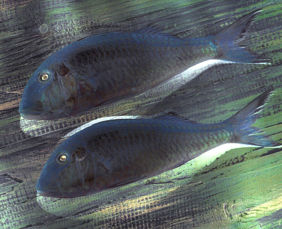 Zwei blaue Fische auf blau-grünem Holzuntergrund