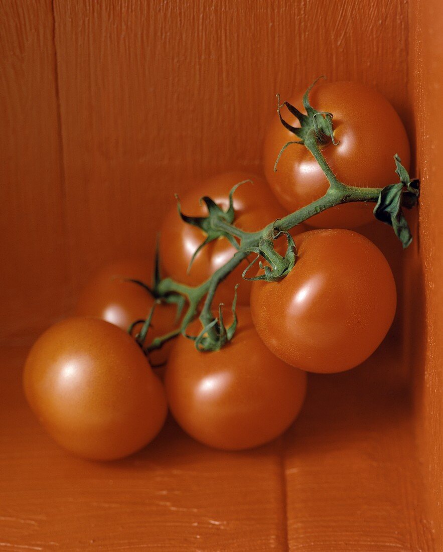 Strauchtomaten auf rotem Untergrund