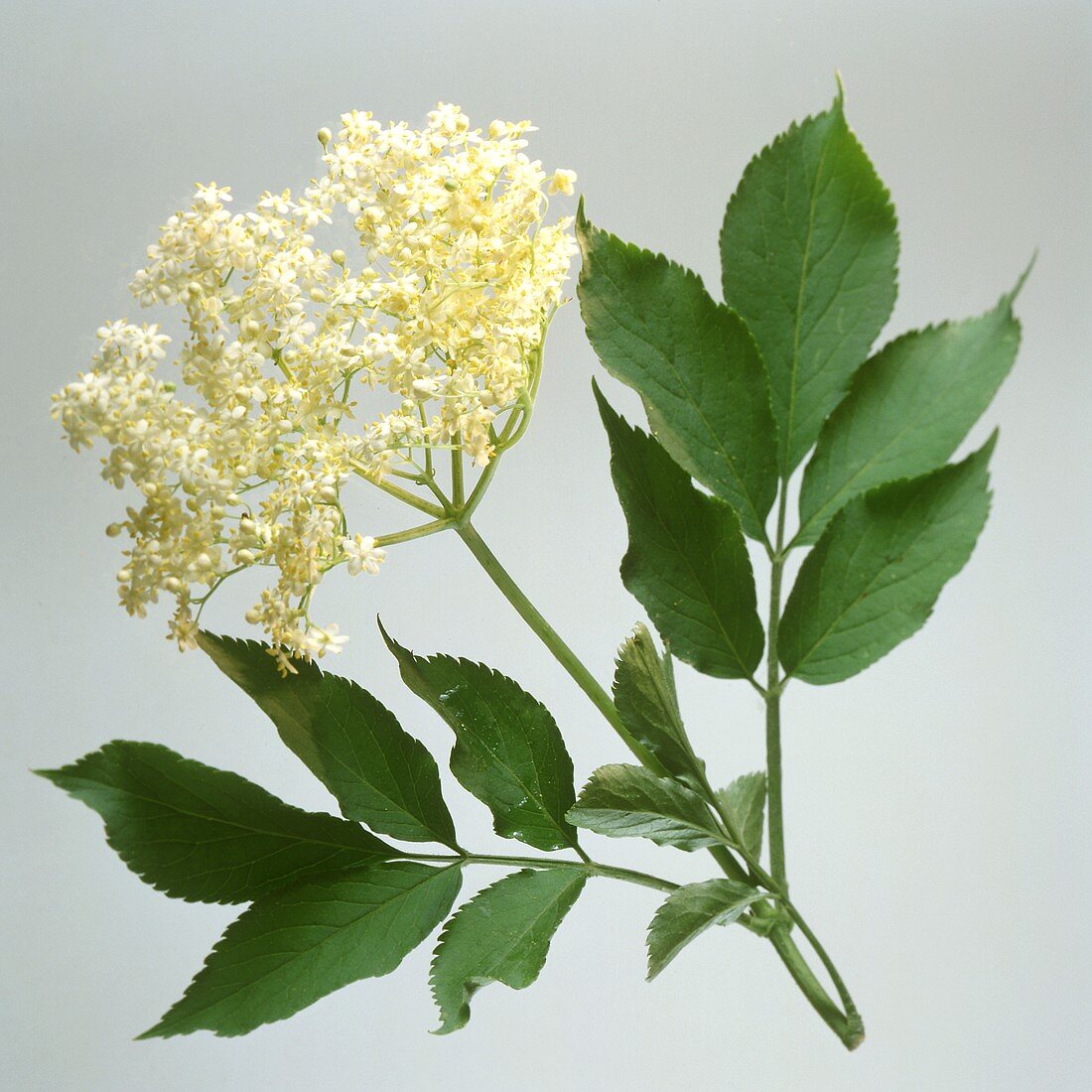 Elderflowers on a branch