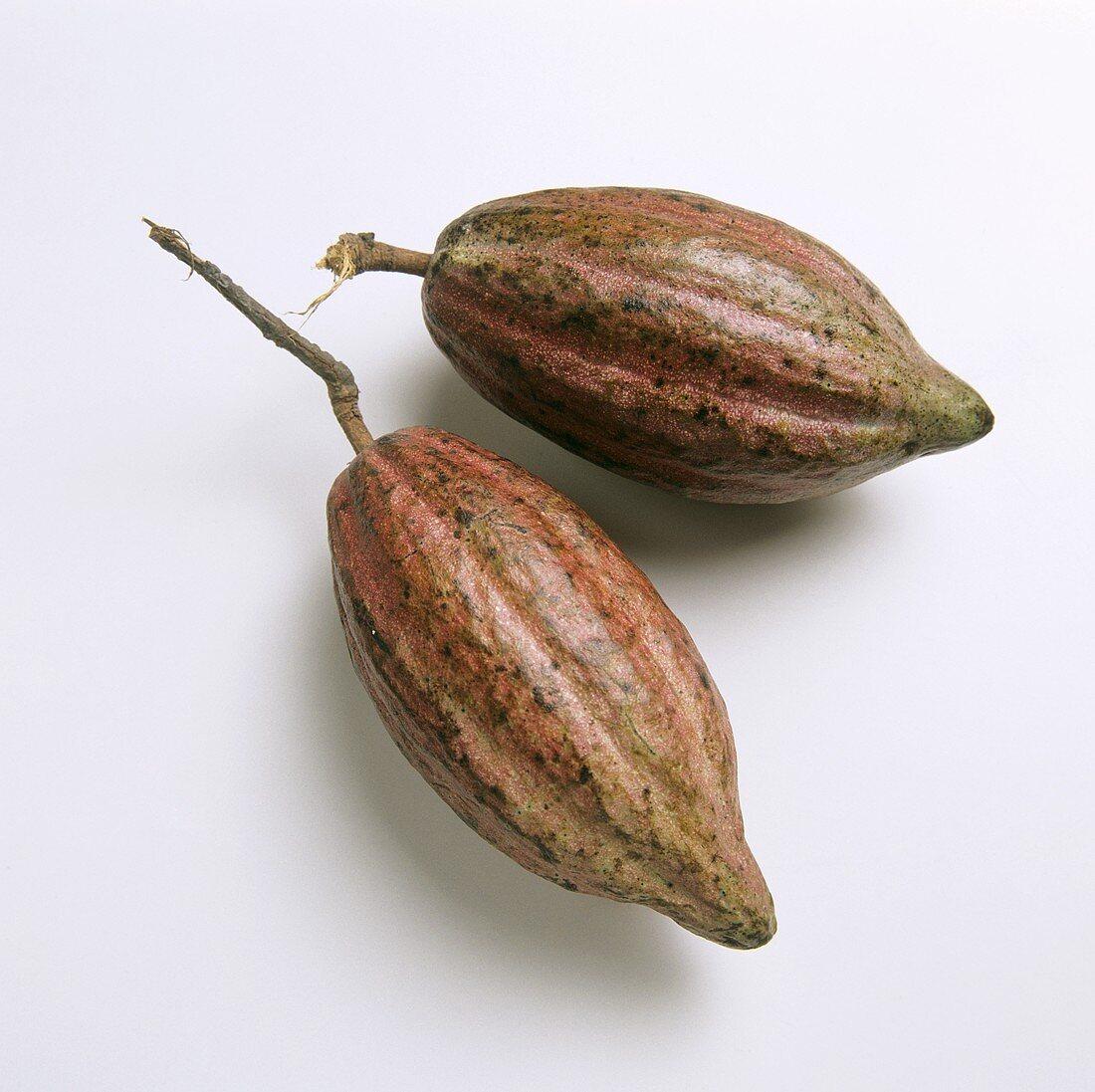 Two cocoa beans on a white background