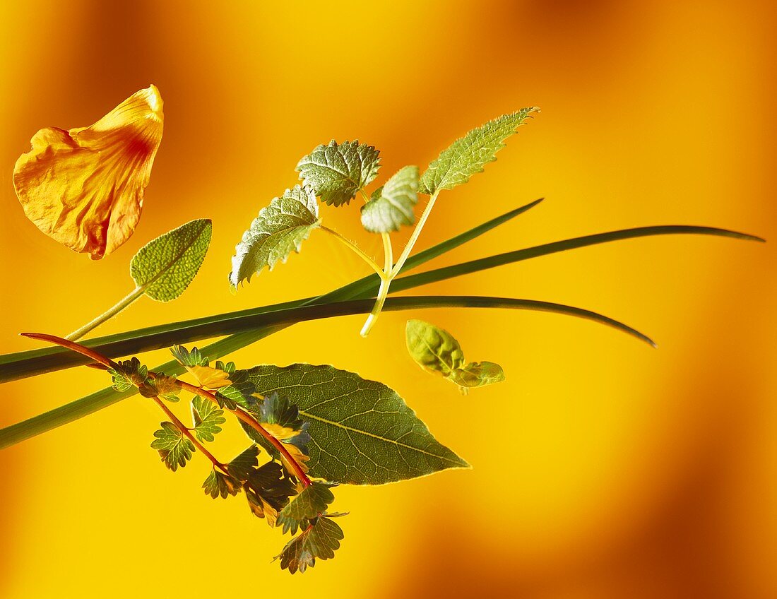 Various herbs on yellow background