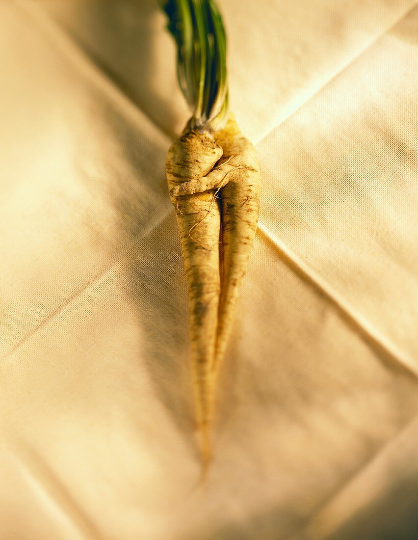 Fresh parsnips on table cloth