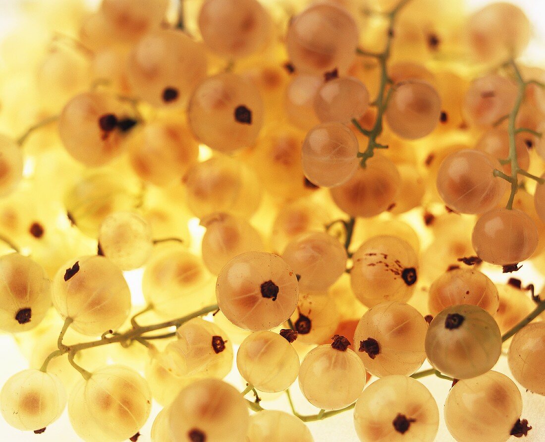 White currants (filling the picture)