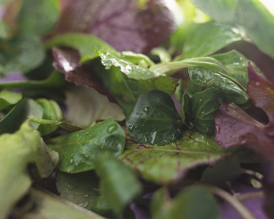 Verschiedene Salatblätter mit Wassertropfen (bildfüllend)