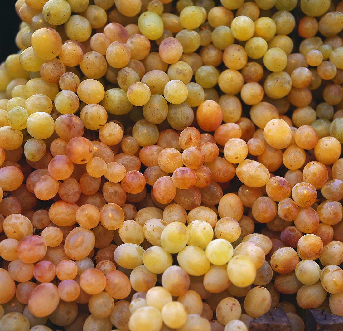 Green grapes (filling the picture)