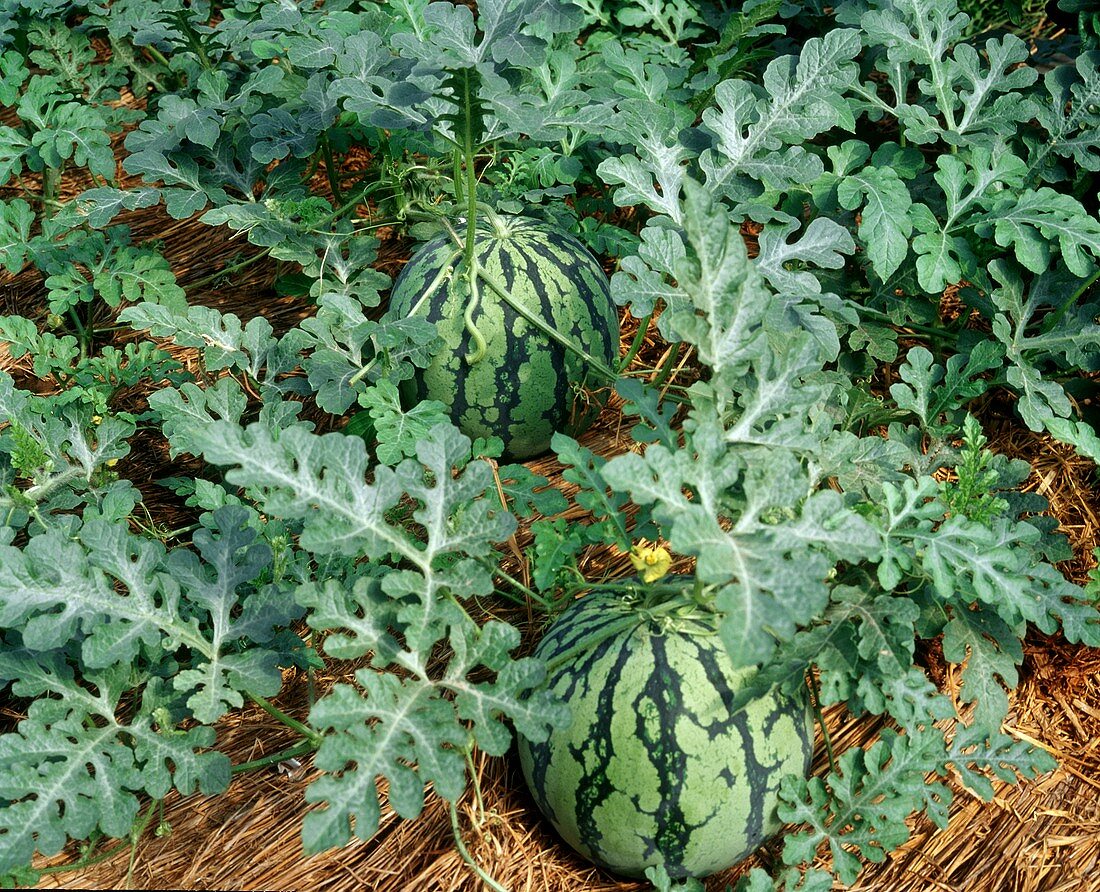 Watermelons in a field covered with straw