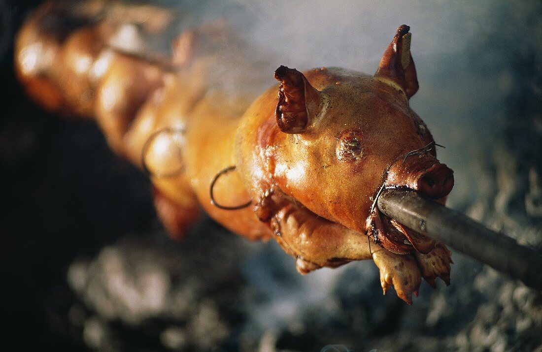 Whole suckling pig on spit above smoking barbecue