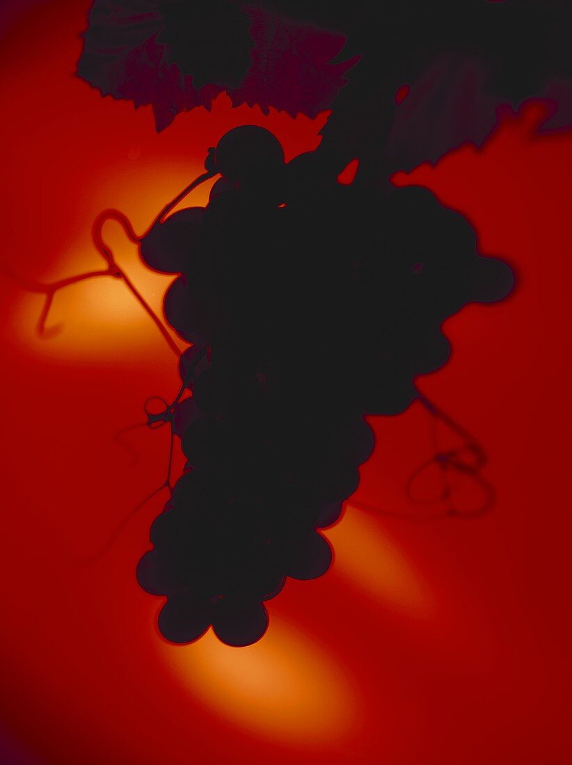 Silhouette von Trauben vor rotem Hintergrund