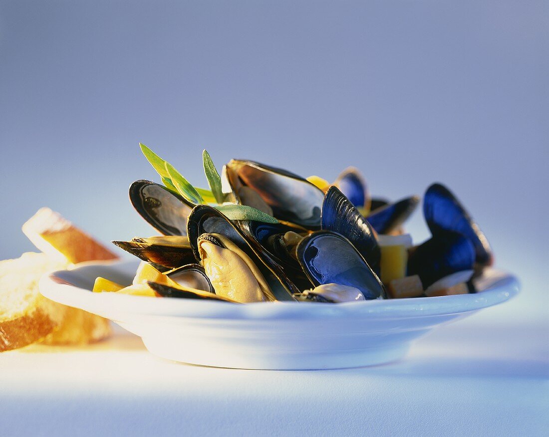 Boiled mussels with tarragon and white bread