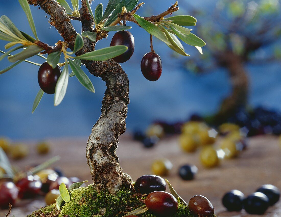 Mini-Olivenbaum mit schwarzen Oliven