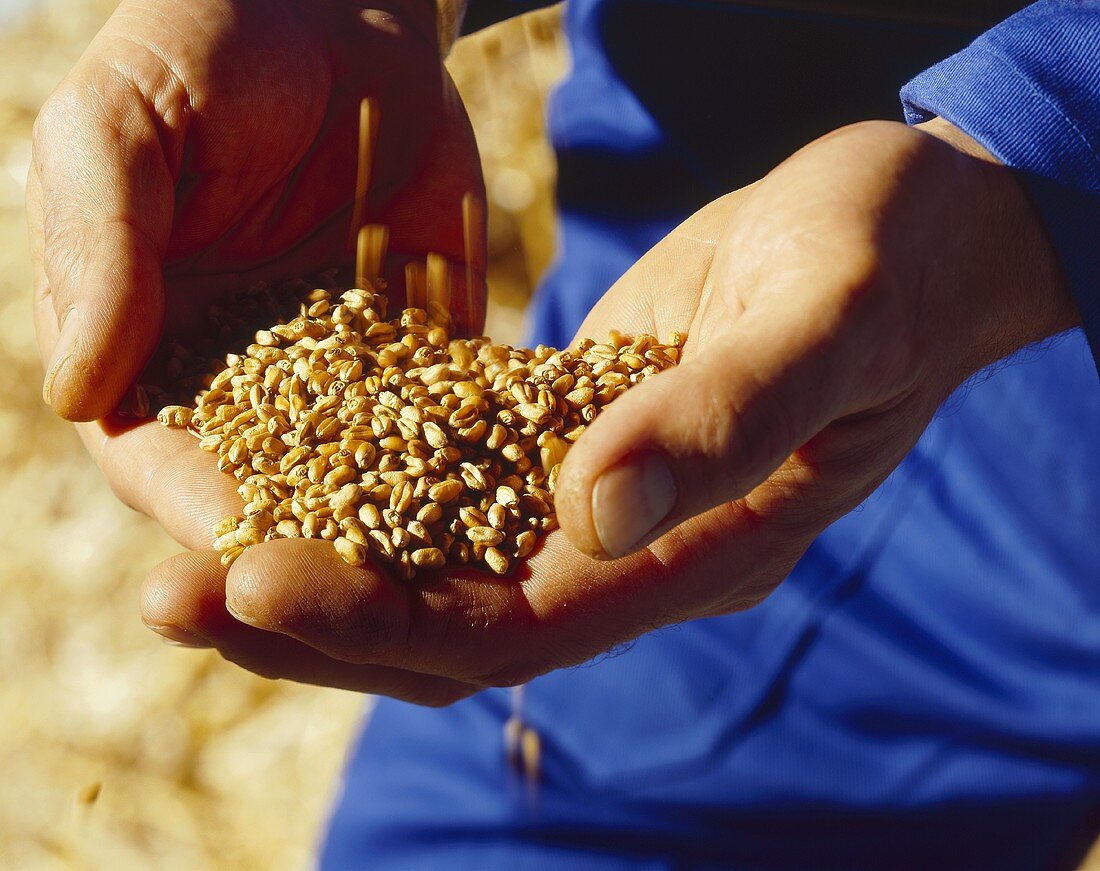Hands holding grains of wheat