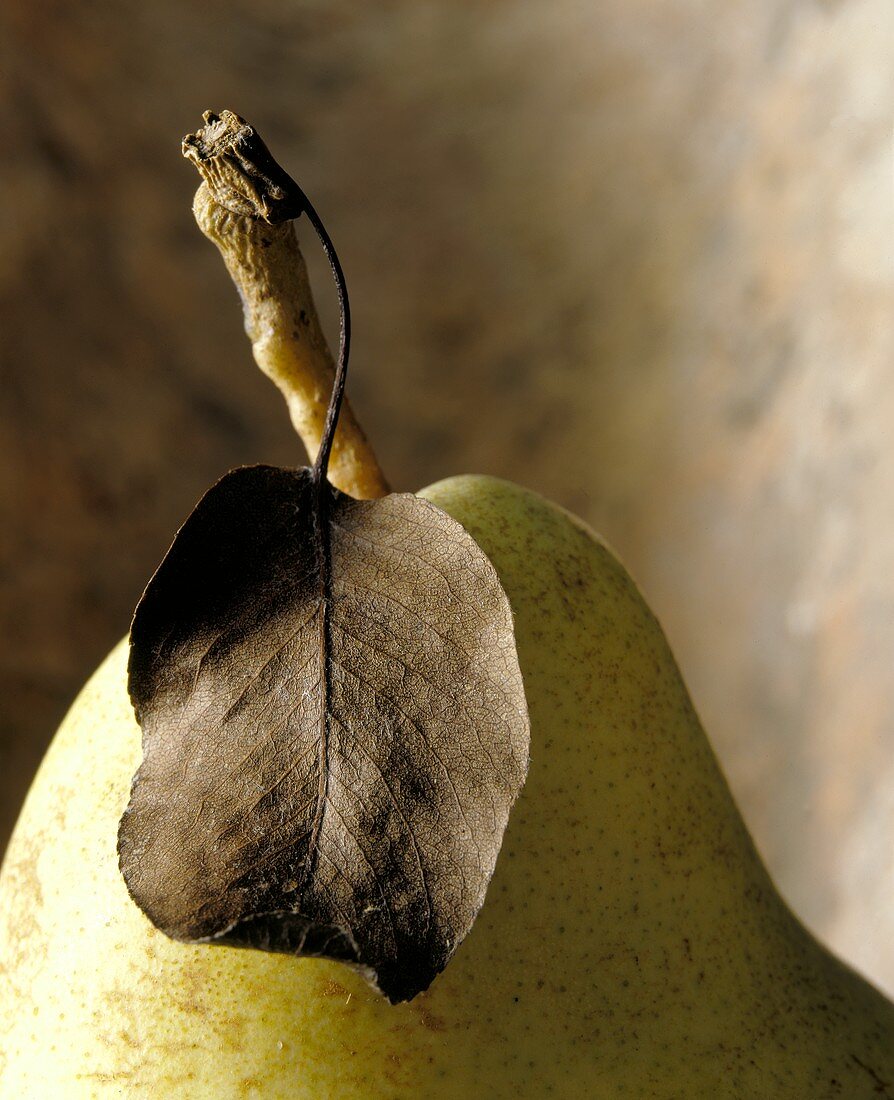 Yellow pear with stalk and leaf (detail)
