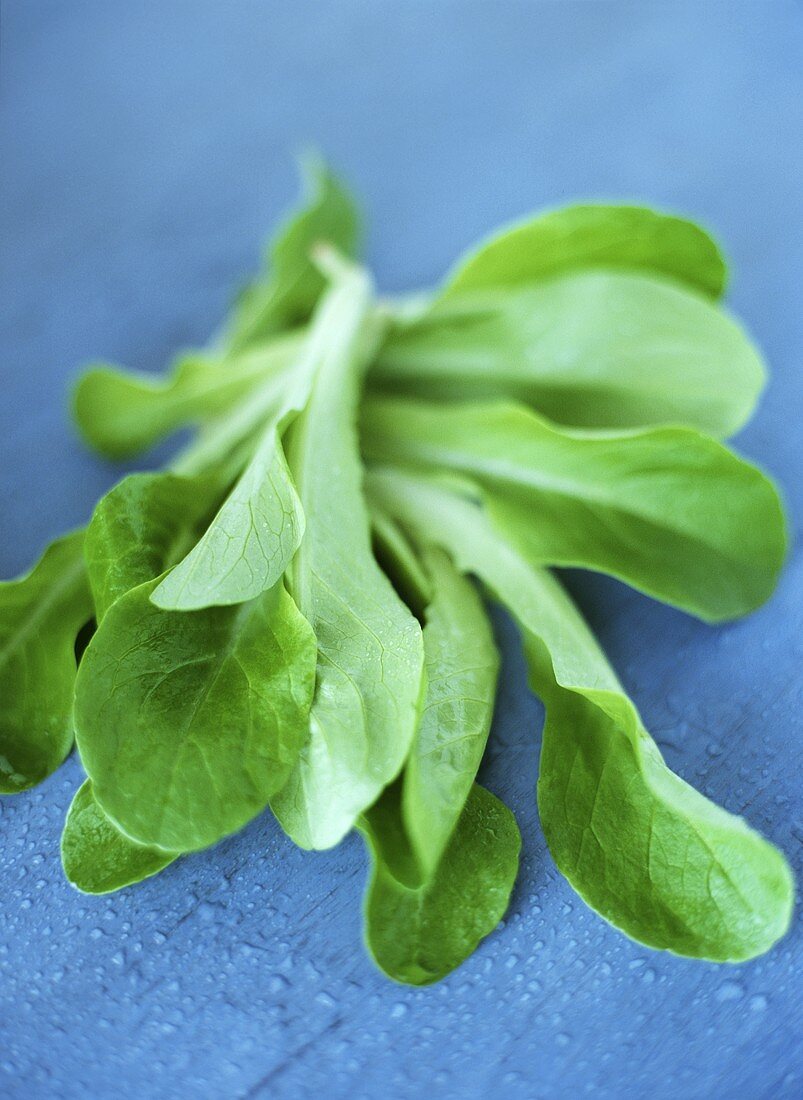 Feldsalat auf blauem Untergrund