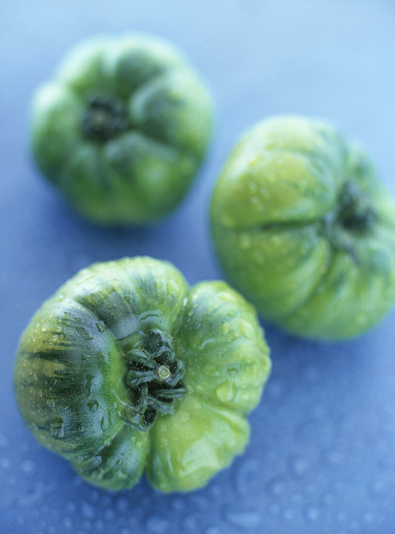 Green tomatoes with drops of water with a blue background