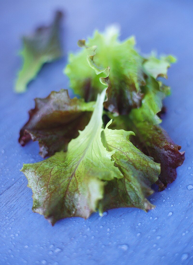 Oak leaf lettuce on a black background