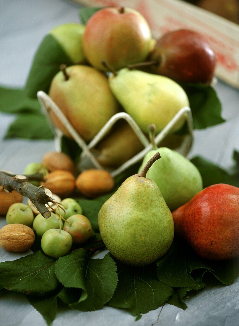 Stillleben mit verschiedenen Birnen, Äpfeln und Nüssen