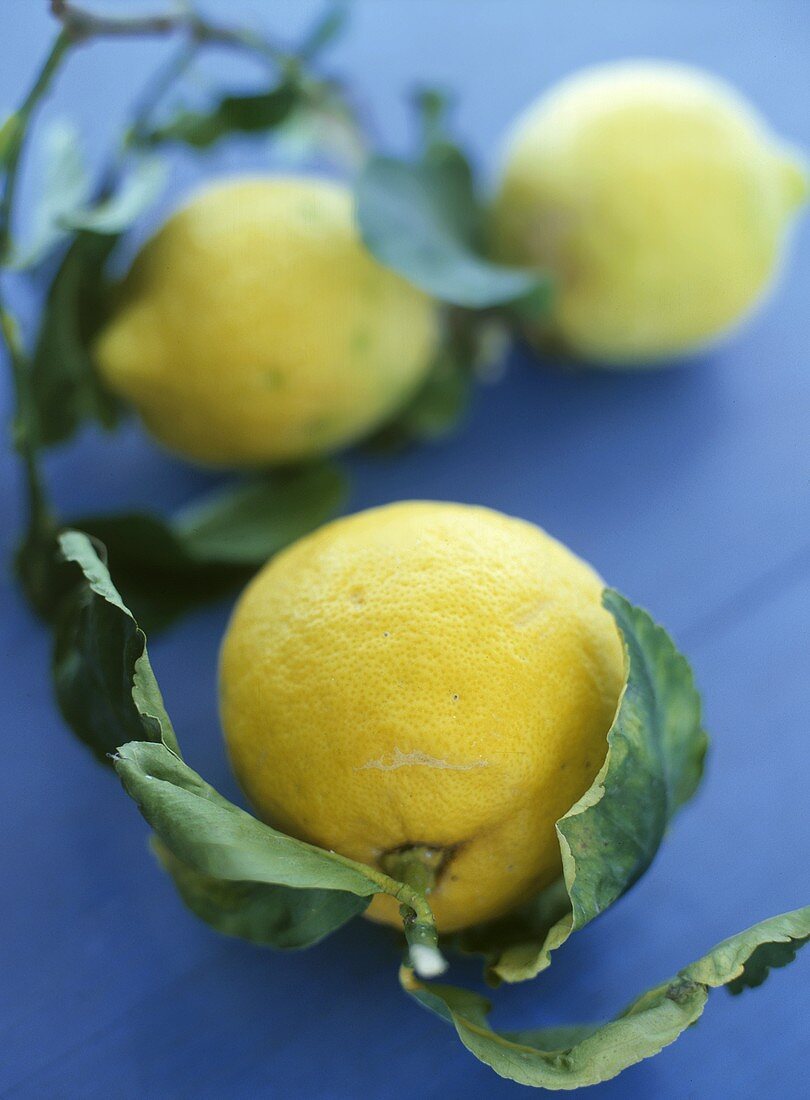 Zitronen mit Stiel und Blättern