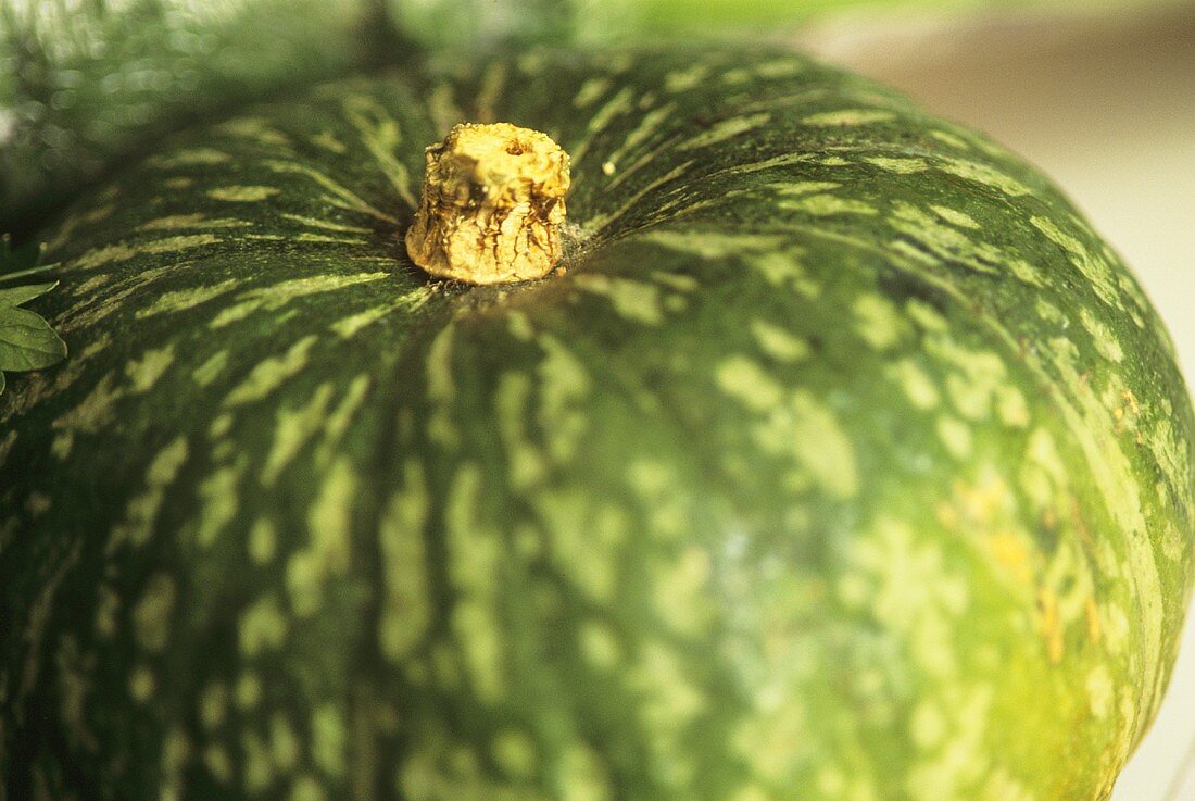 Giant green pumpkin