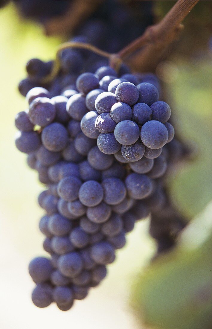 Black grapes on the vine